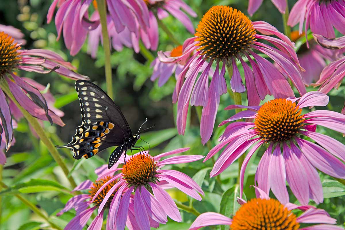 A close up horizontal image of a butterfly feeding from purple coneflowers growing in the summer garden.