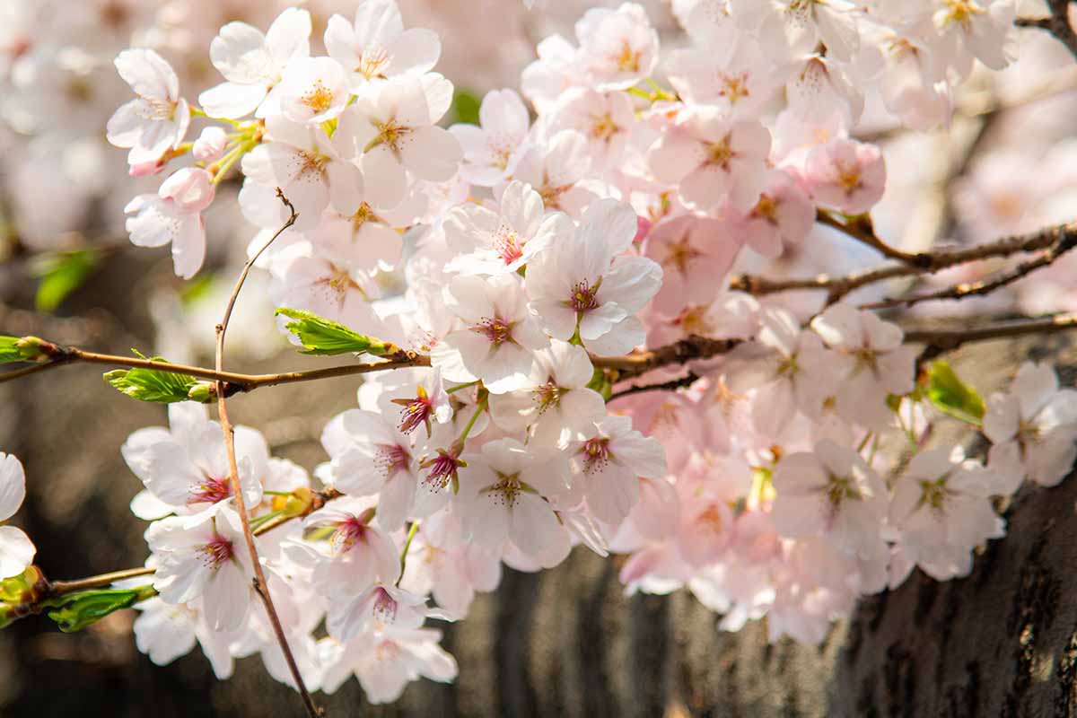 A close up horizontal image of cherry blossom in spring pictured in light sunshine.