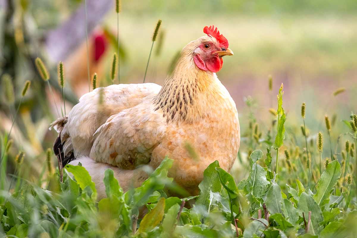 A close up horizontal image of a large chicken in the garden pictured on a soft focus background.