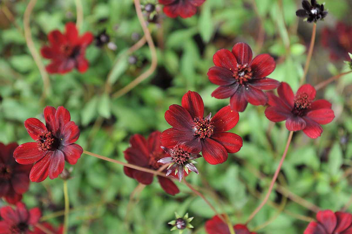 A horizontal photo of a bed of chocolate cosmos growing in a a garden.