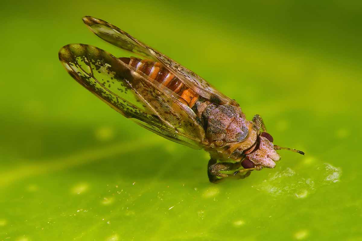 A close up horizontal image of an Asian citrus psyllid on the surface of a leaf.