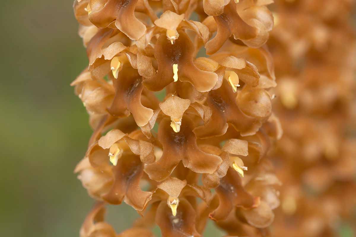 A close up horizontal image of the petals of a bird's-nest orchid (Neottia nidus-avis) in bloom pictured on a soft focus background.