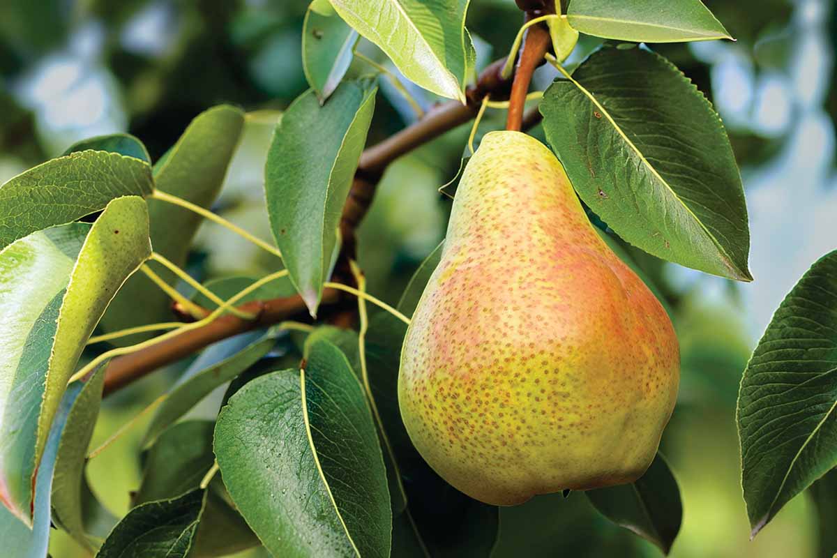 A close up horizontal image of a single 'Comice' pear growing in the garden pictured on a soft focus background.