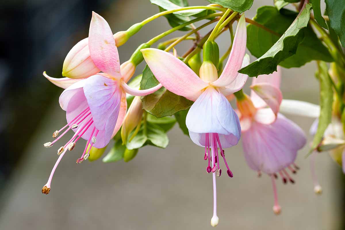 A horizontal close up of two light pink and light purple fuchsia blooms on a plant.