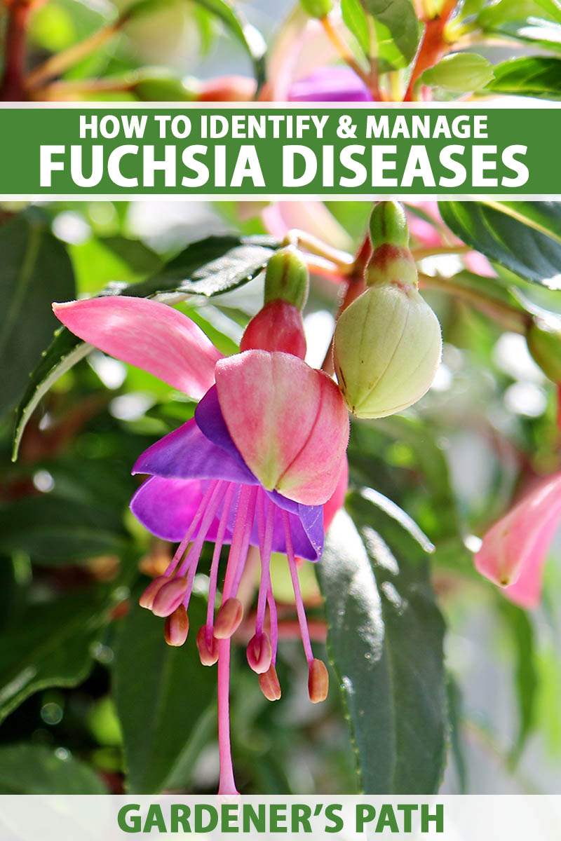 A vertical photo of a fuchsia plant in bloom with purple and red flowers. Green and white text span the center and bottom of the frame.