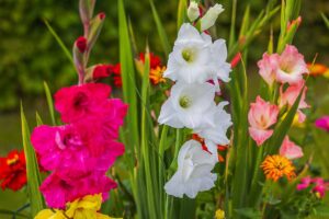 A close up horizontal image of pretty gladiolus flowers growing in the garden.