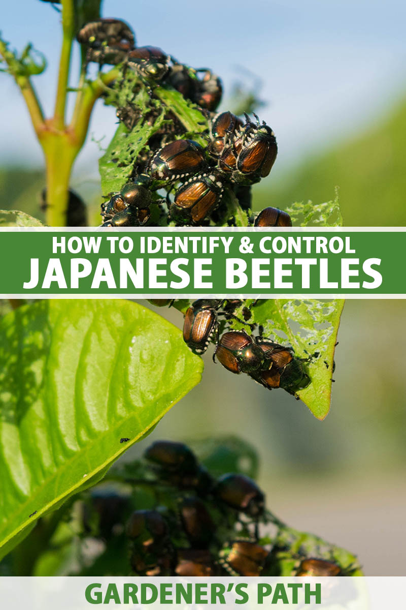 A close up vertical image of a cluster of Japanese beetles infesting a plant pictured in light sunshine on a soft focus background.