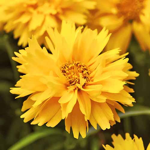 A close up square image of a yellow 'Double the Sun' coreopsis flower pictured on a soft focus background.