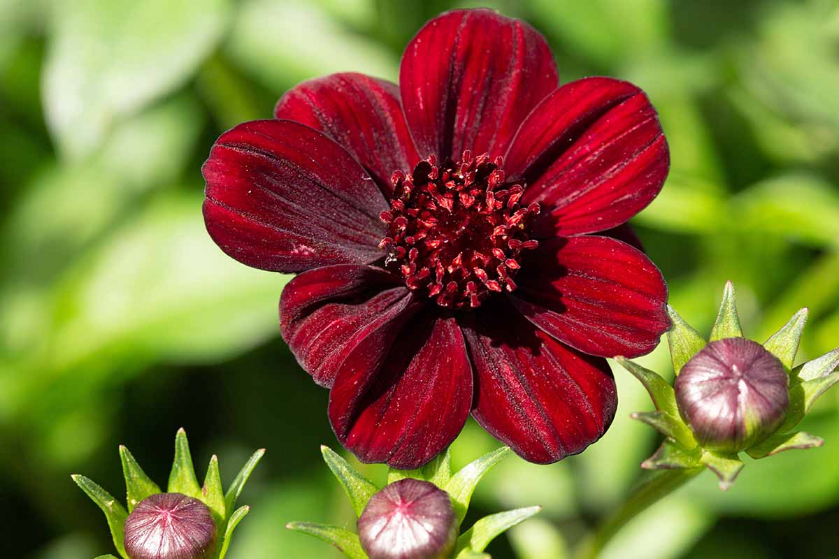 A horizontal close up photo of a chocolate cosmos bloom surrounded by three unopened buds.
