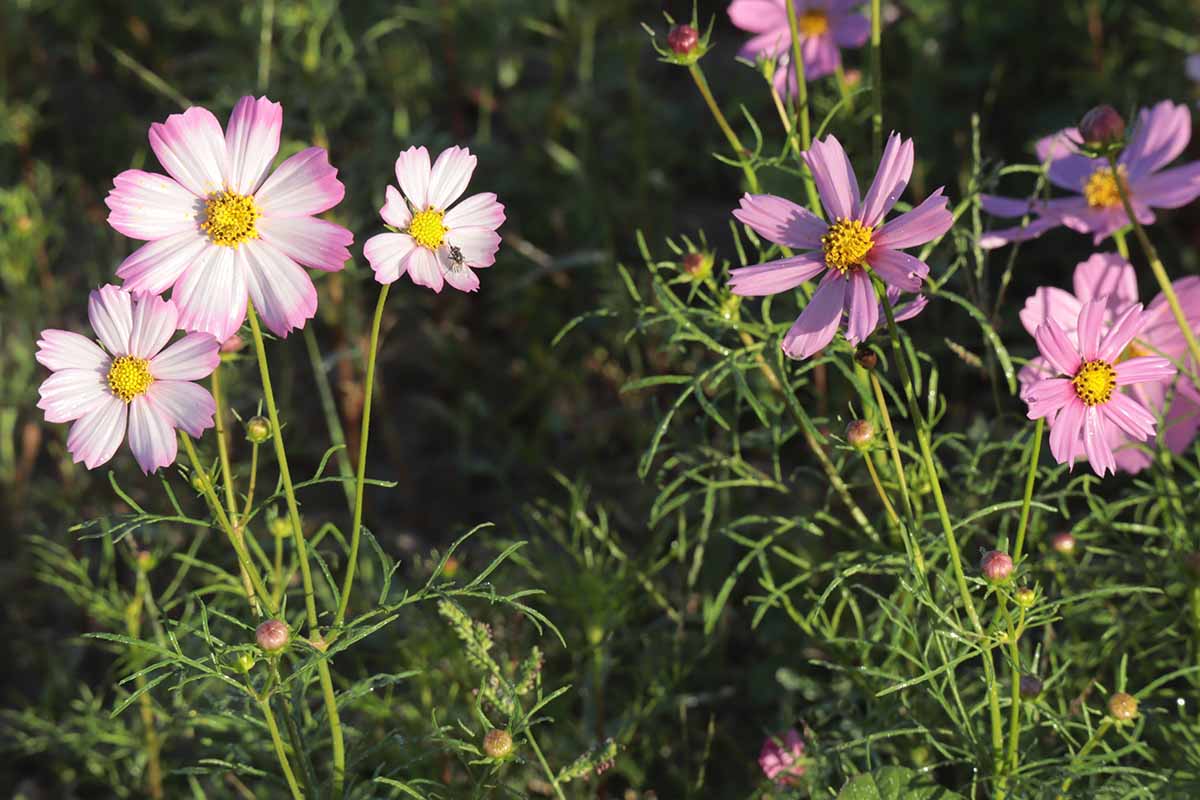A horizontal photo of pink and white and light purple cosmos blooming in a garden.