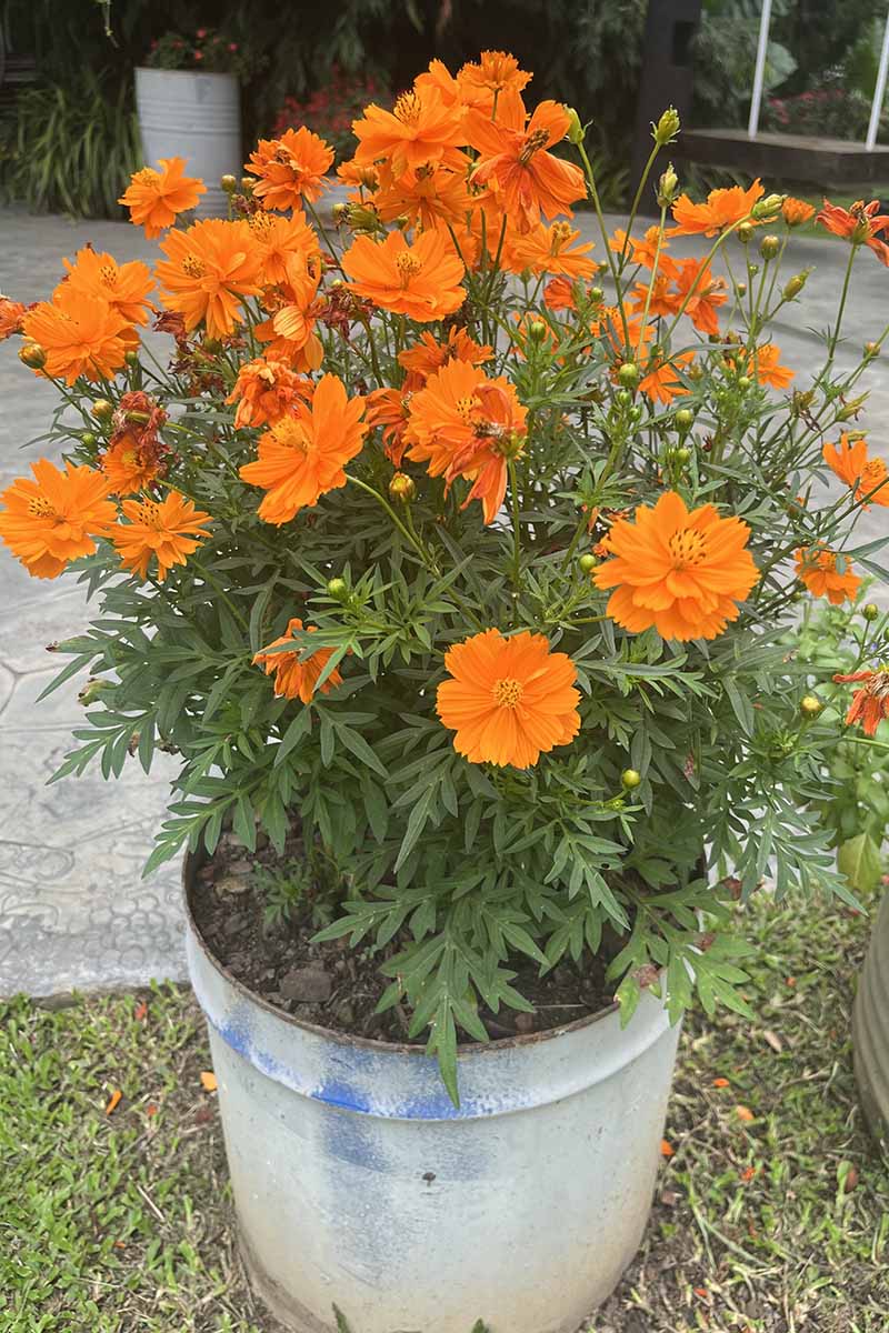 A close up vertical image of bright orange cosmos flowers growing in a metal container outdoors on a patio.