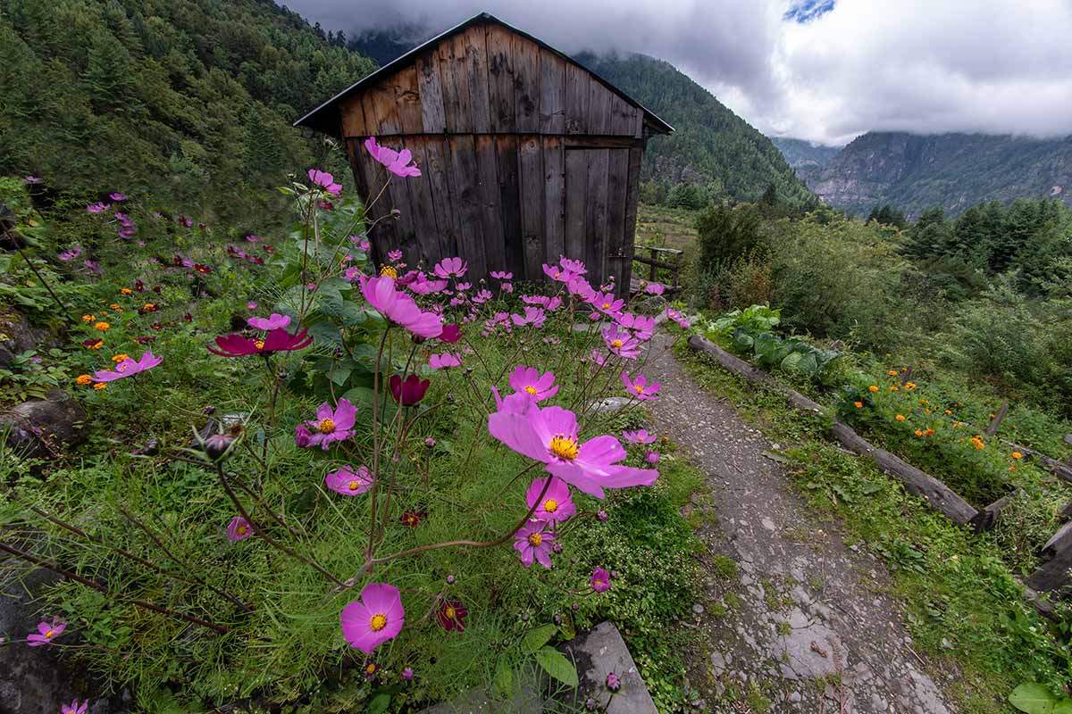 A horizontal image of a wooden barn on the side of a hill with a rustic bed filled with cosmos flowers in the foreground.