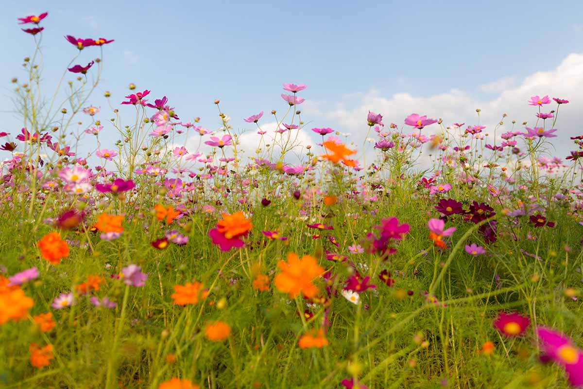 A horizontal image of a meadow filled with flowering cosmos blooms pictured on a blue sky background.