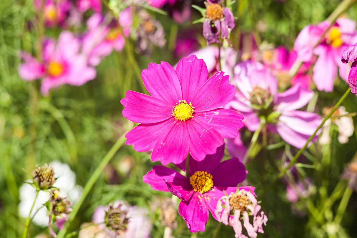 A horizontal photo of bright pink flowers growing in a garden bed.