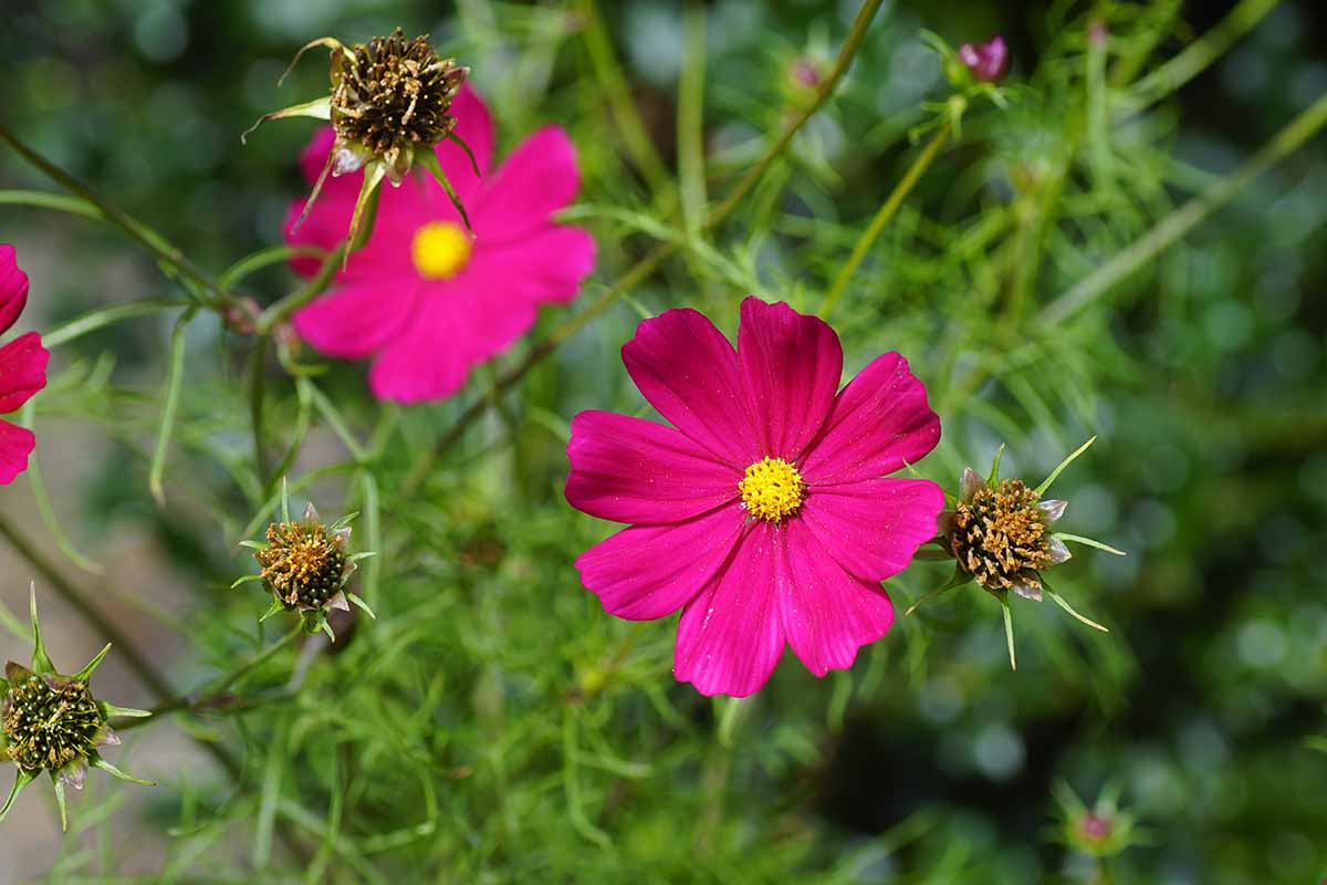 A horizontal photo of two bright pink cosmos blooms surrounded by spent seed heads starting to form.
