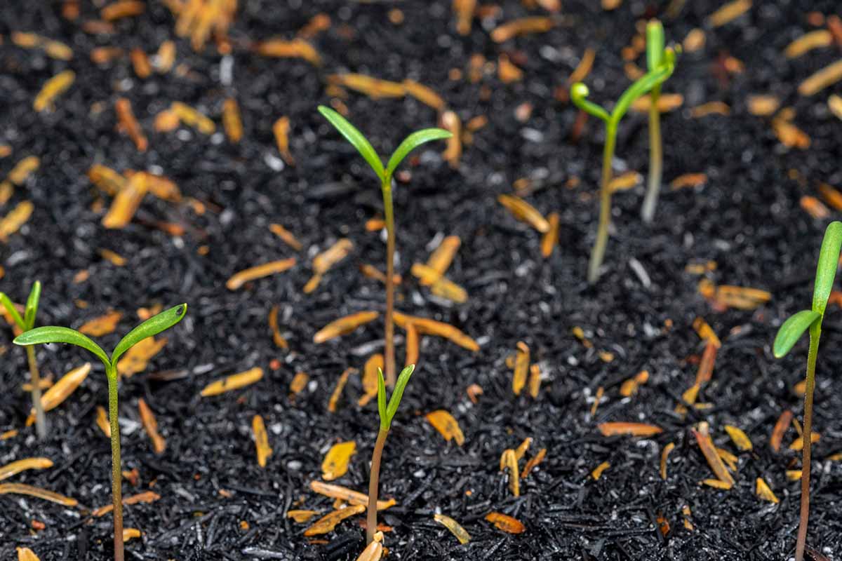 A horizontal photo of tiny seedlings starting to grow in dark, rich garden soil.