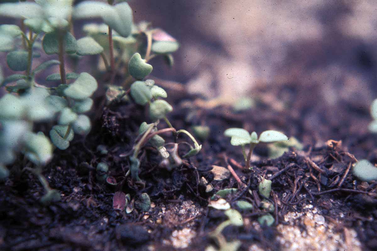 A horizontal photo of damping off symptoms on a plant in rich, wet soil.