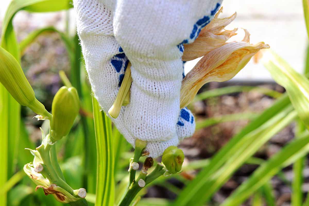 A close up horizontal image of a gloved hand from the top of the frame picking off spent flowers from a daylily.