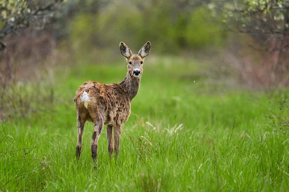 A horizontal image of a young deer in an orchard pictured on a soft focus background.