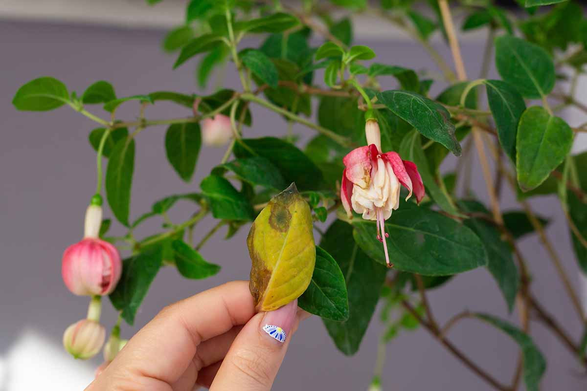 A horizontal photo of a fuchsia plant with signs of disease as a gardener's hand pulls a yellowing and brown leaf away from the plant.