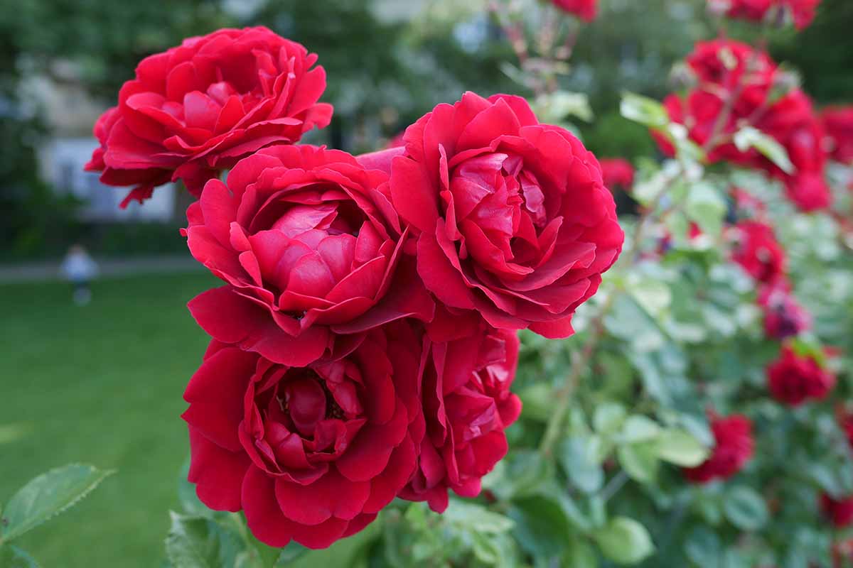 A close up horizontal image of a cluster of 'Don Juan' roses growing in the garden pictured on a soft focus background.
