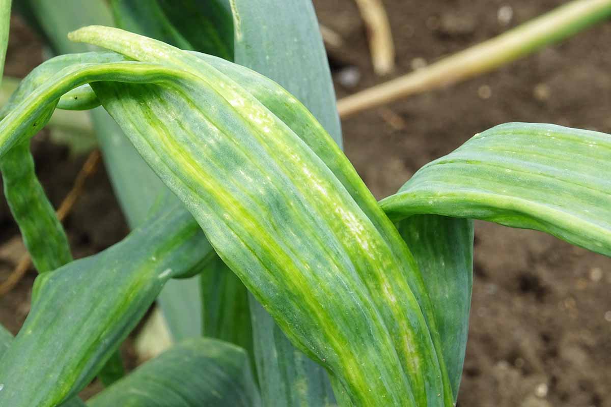 A close up horizontal image of the symptoms of downy mildew on a nodding onion plant.