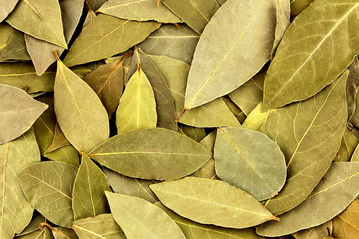 A close up horizontal image of a pile of dried bay leaves.