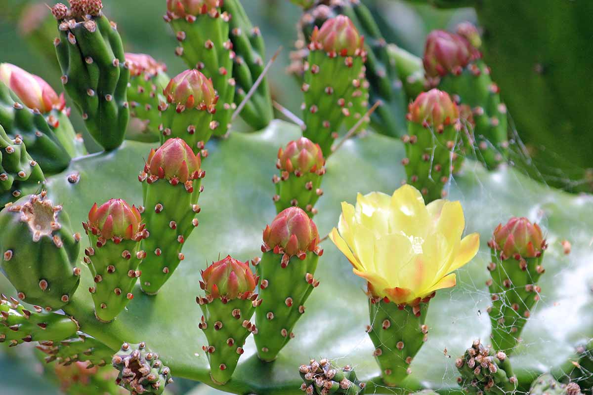 A close up horizontal image of the flowers and buds of a drooping prickly pear (Opuntia monacantha) growing in the garden.