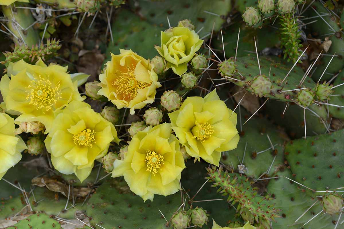 A close up horizontal image of the flowers and pads of an eastern prickly pear cactus.