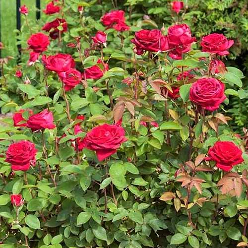 A square image of Easy Elegance 'Kashmir' roses in full bloom in the garden.