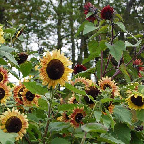 A square image of Evening Colors sunflowers growing in the garden.