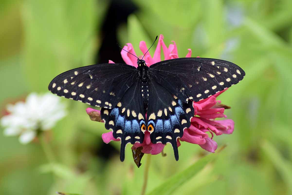 A close up horizontal image of a female black swallowtail butterfly feeding on a pink flower pictured on a soft focus background.