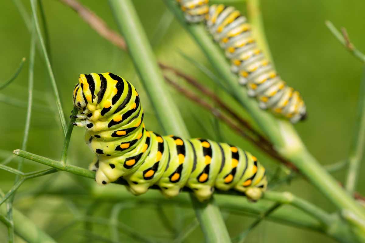 A close up horizontal image of a black swallowtail caterpillar feeding on a fennel stem, pictured on a soft focus background.