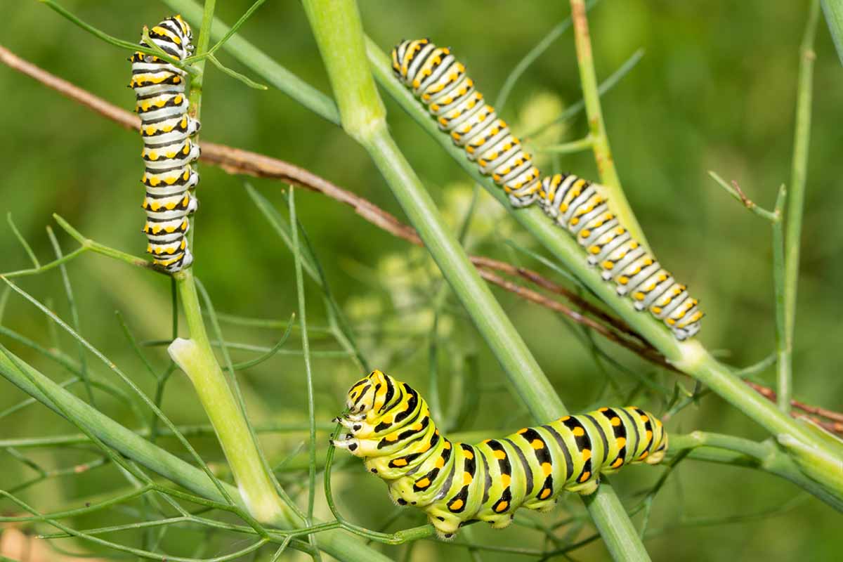 A horizontal image of black swallowtail caterpillars feeding on fennel plants in the garden.