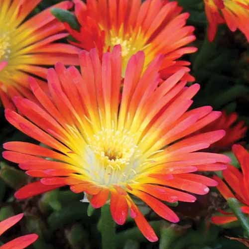 A close up square image of Delosperma 'Fire Wonder' flowers pictured on a soft focus background.