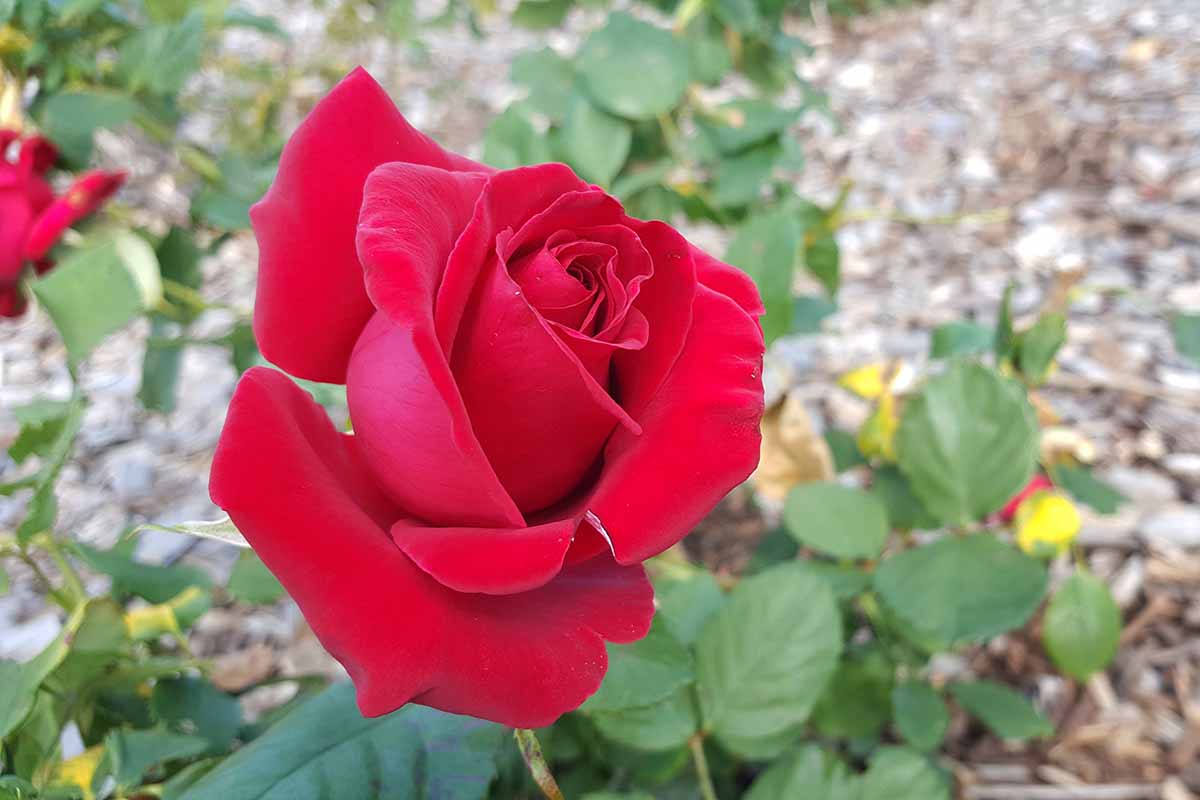 A close up horizontal image of a Firefighter red rose growing in the garden.