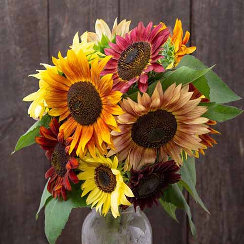 A close up of a vase filled with colorful sunflowers with a wooden fence in the background.