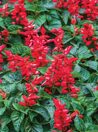 A close up of the red flowers and deep green foliage of 'Flare' salvia growing in the garden.
