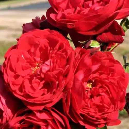 A square image of red Florentina roses pictured in bright sunshine.