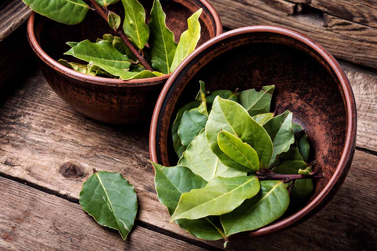 A top down horizontal image of freshly harvested bay foliage in wooden bowls on a rustic wooden table.