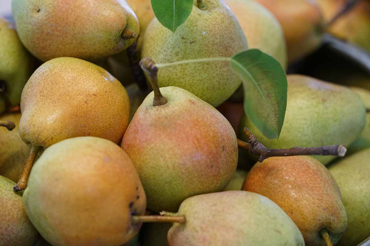 A close up horizontal image of a pile of freshly harvested Kieffer pears.