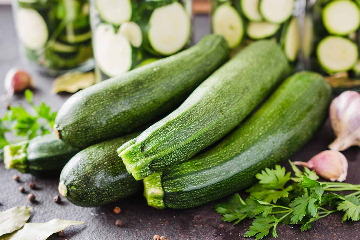 A horizontal photo of several freshly harvested zucchini on a table with garlic, parsley and herbs surrounding the squash.
