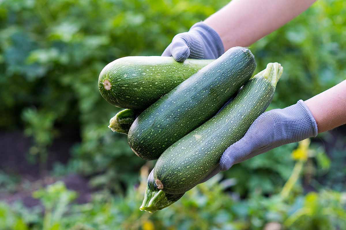 A horizontal photo of a gardener with gloved hands holding out five freshly harvested zucchini.