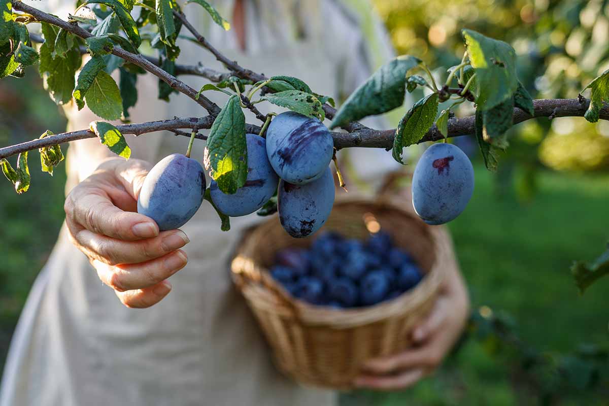 A close up horizontal image of a gardener picking plums and putting them into a basket.