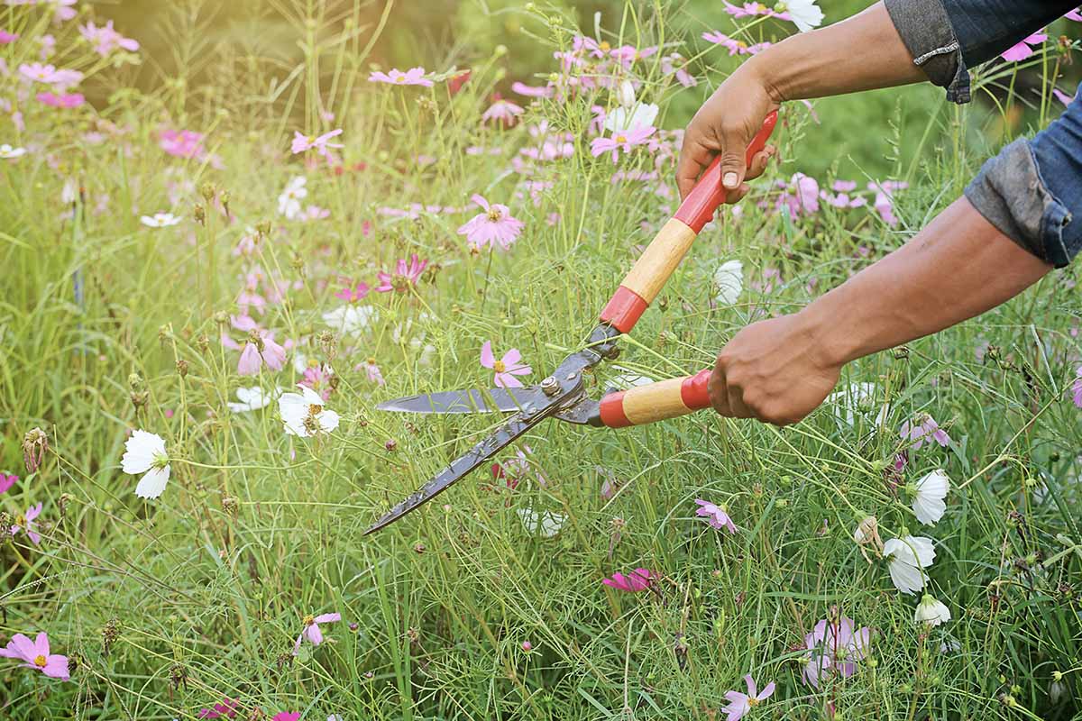 A horizontal photo of a gardener with garden sheers cutting down cosmos flowers in a garden bed.