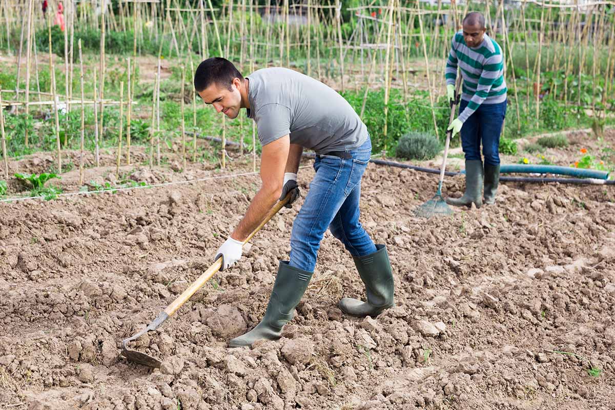 A horizontal image of two gardeners tilling the soil in the backyard.