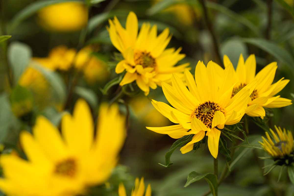 A close up horizontal image of a giant sunflowers (Helianthus giganteus) growing in the garden pictured on a soft focus background.