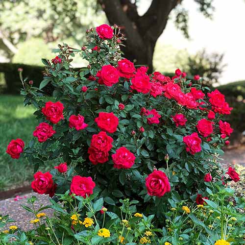 A square image of a small 'Grand Champion' rose bush growing in the backyard.