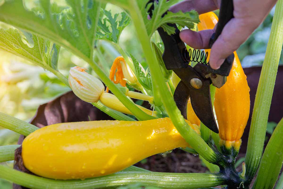 A horizontal photo of a gardener with pruners harvesting a golden zucchini.