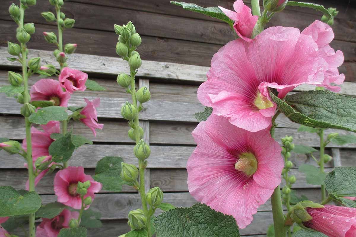 A close up horizontal image of pink hollyhock flowers growing in the garden with a wooden fence in the background.